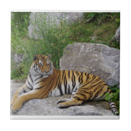 Porträttfoto av en sibirisk tiger kakelplatta