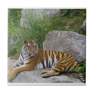 Porträttfoto av en sibirisk tiger kakelplatta
