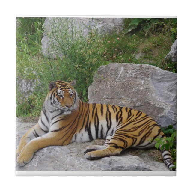 Porträttfoto av en sibirisk tiger kakelplatta (Framsidan)