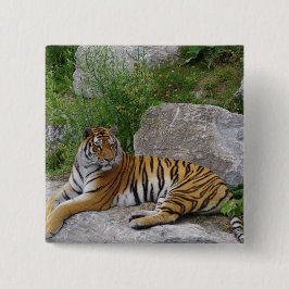 Porträttfoto av en sibirisk tiger knapp