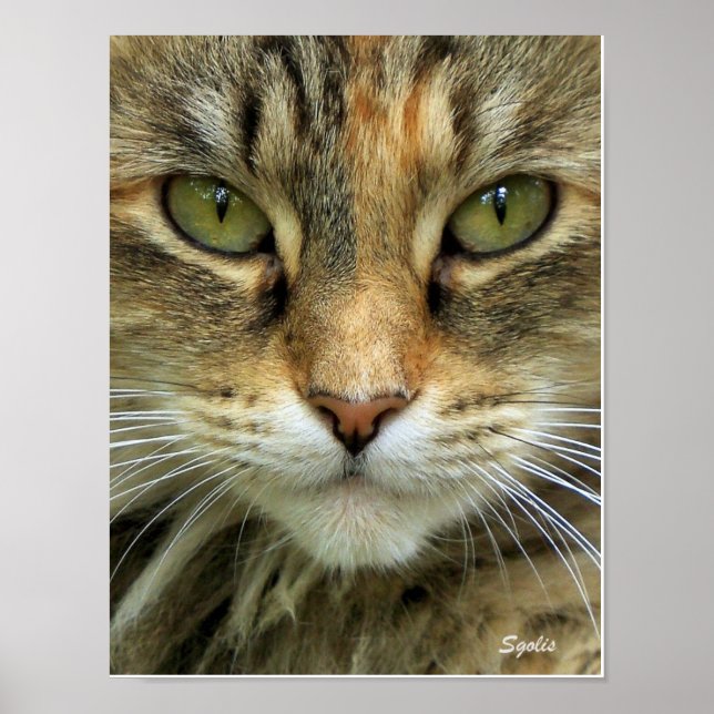 Porträtttryck av vild tabbykatt med gröna ögon poster (Framsidan)