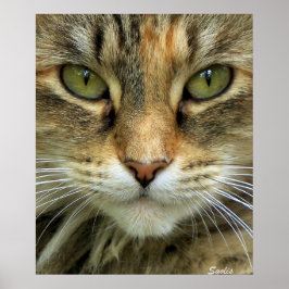 Porträtttryck av vild tabbykatt med gröna ögon poster