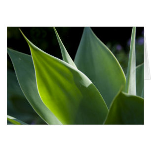 Portugal, Madeira, Funchal. Botaniskt Hälsningskort