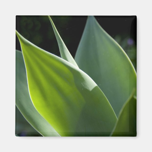 Portugal, Madeira, Funchal. Botaniskt Magnet (Framsidan)