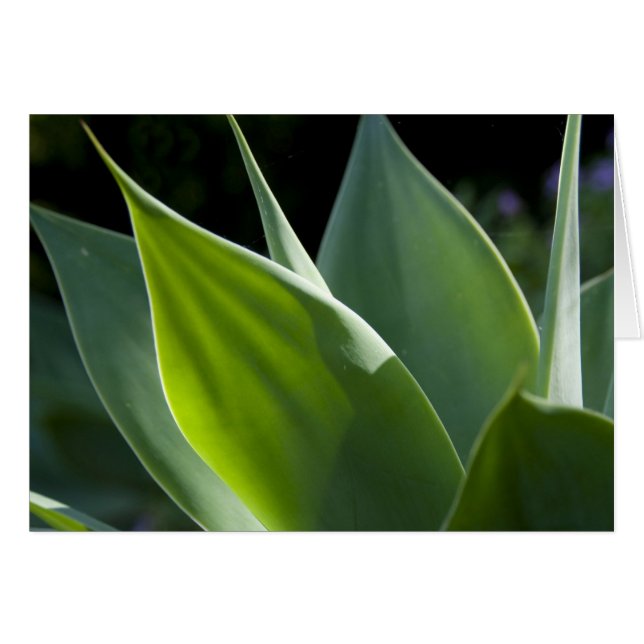 Portugal, Madeiraön, Funchal. Botanisk Hälsningskort (Framsidan Horizontal)
