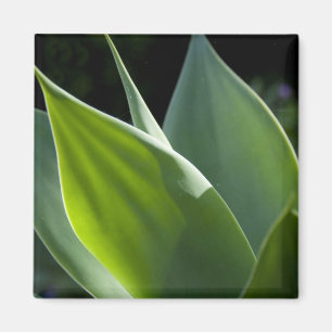 Portugal, Madeiraön, Funchal. Botanisk Magnet