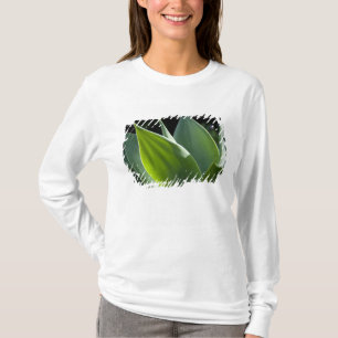 Portugal, Madeiraön, Funchal. Botanisk Tee