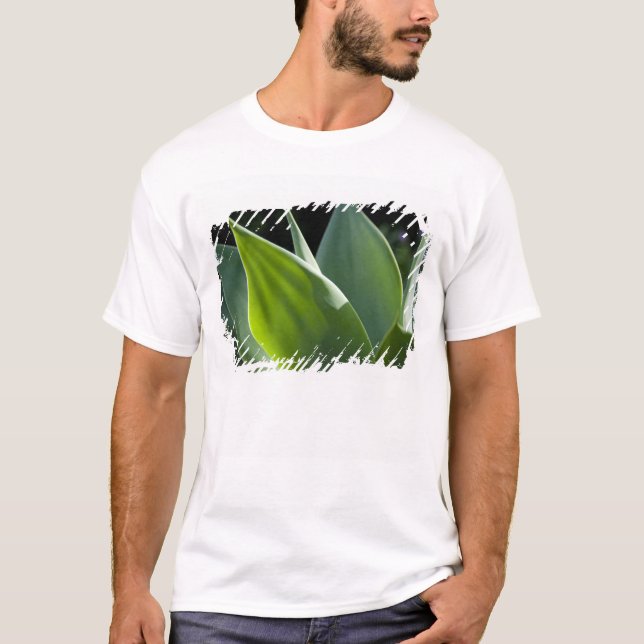 Portugal, Madeiraön, Funchal. Botanisk Tee (Framsida)