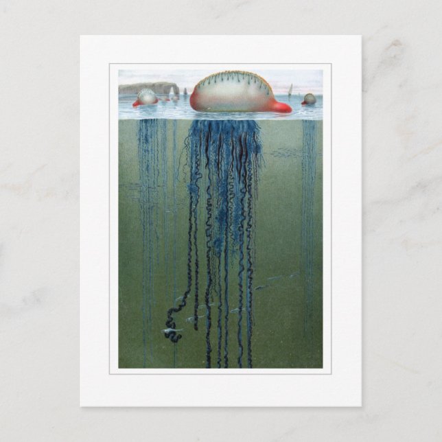 Portugese Man-o-krig Vykort (Framsida)