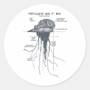 Portugisisk man O Krig Anatomy Marine Biolog Runt Klistermärke