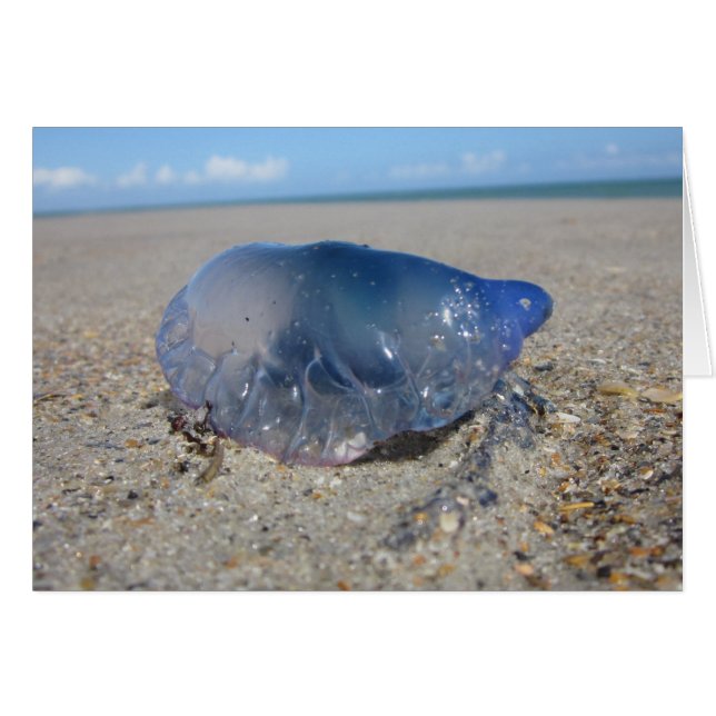 Portugisisk man o" Krig II OBS Kort (Framsidan Horizontal)