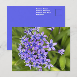 Portugisisk Sjölilja Närbild Natur Foto Vykort