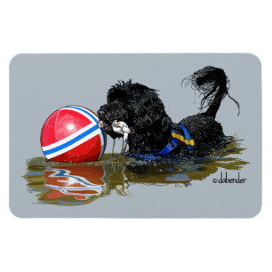 Portugisisk vattenhund 2 med bojboll magnet