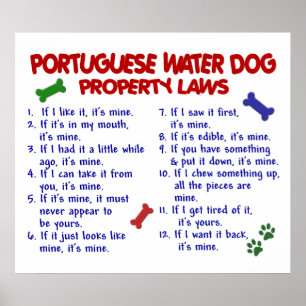 PORTUGISISK VATTENHUND PL2 POSTER