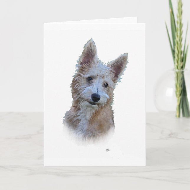 Portugisiska Podengo Kort (Framsida)