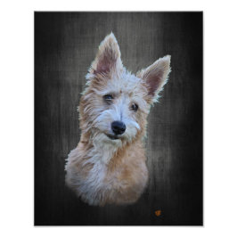 Portugisiska Podengo Pequeno Fototryck