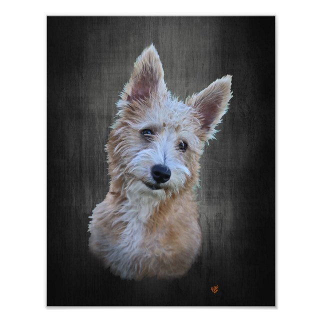 Portugisiska Podengo Pequeno Fototryck (Framsidan)