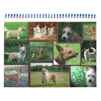 Portugisiska Podengo Pequeno-kalender Kalender