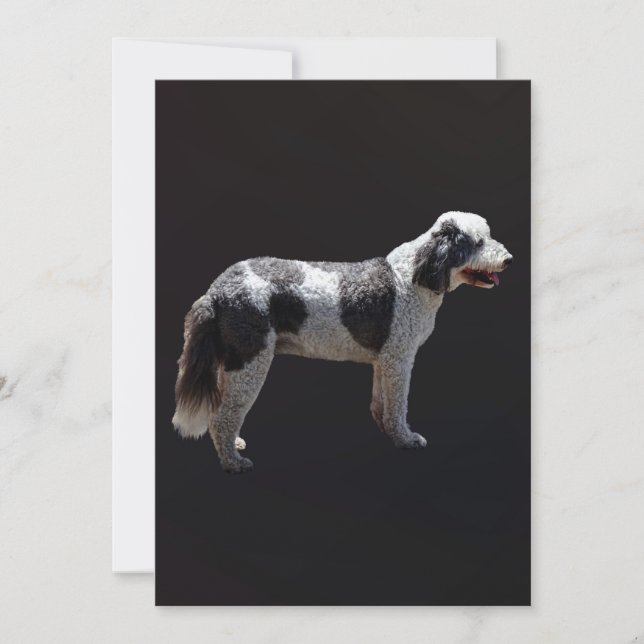 Portugisiska Vatten Hund (Framsida)