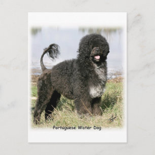Portugisiska Vatten Hund 9Y154D-030 Vykort