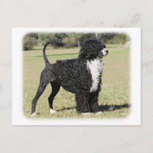 Portugisiska Vatten Hund 9Y510D-145 Vykort