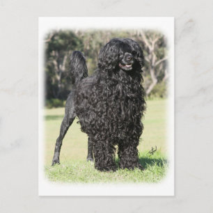 Portugisiska Vatten Hund 9Y510D-338 Vykort