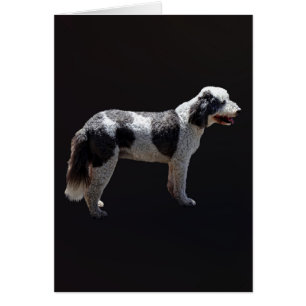 Portugisiska Vatten Hund Hälsningskort