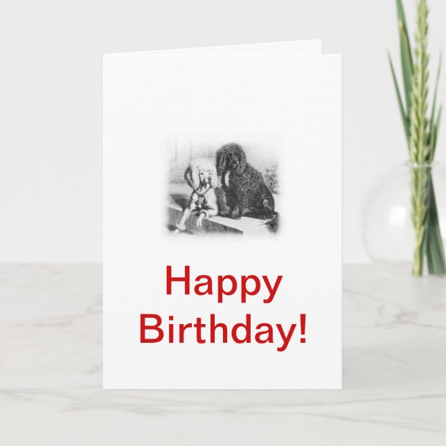 Portugisiska Vatten Hund Kort (Framsida)