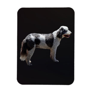 Portugisiska Vatten Hund Magnet