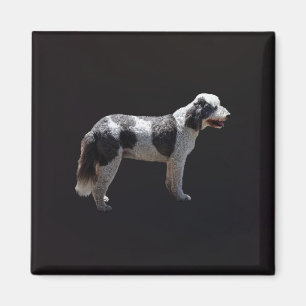 Portugisiska Vatten Hund Magnet