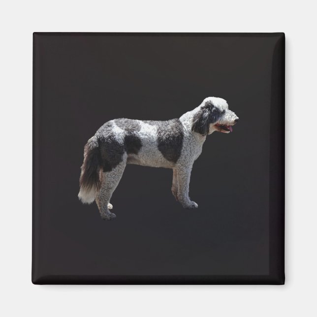 Portugisiska Vatten Hund Magnet (Framsidan)