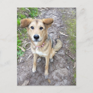 Portuguese Akita and German Shepherd mix female Vykort