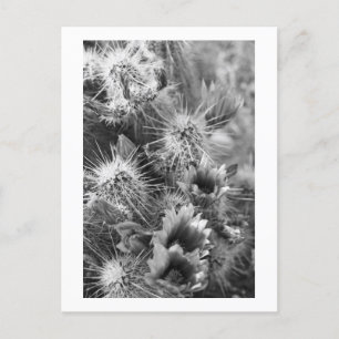 PoS-jaktblommor B&W-fotovykort Vykort