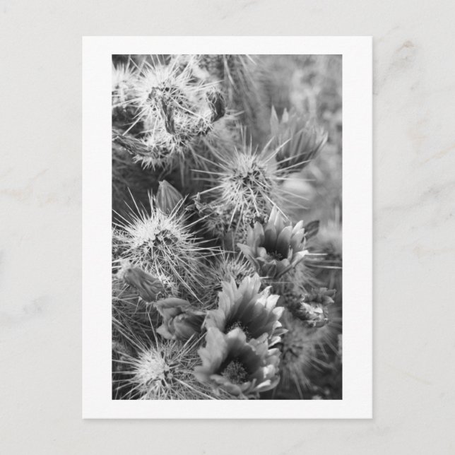 PoS-jaktblommor B&W-fotovykort Vykort (Framsida)