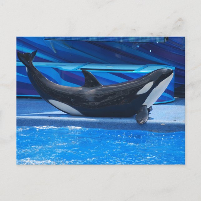 Posate Orca vycard Vykort (Framsida)