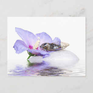 Poscard - Cicada i Provence Vykort