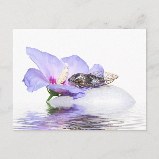 Poscard - Cicada i Provence Vykort (Framsida)