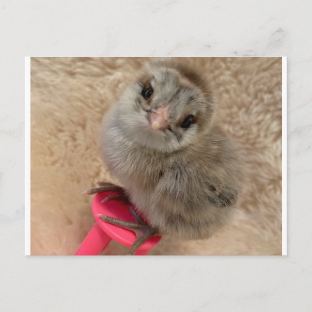 Pose som en kyckling vykort (Framsida)