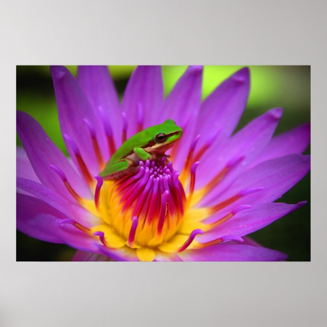 Poser Poster (Framsidan)