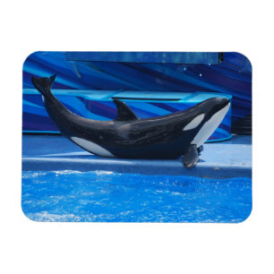 Posera den böjliga magneten för Orca Magnet