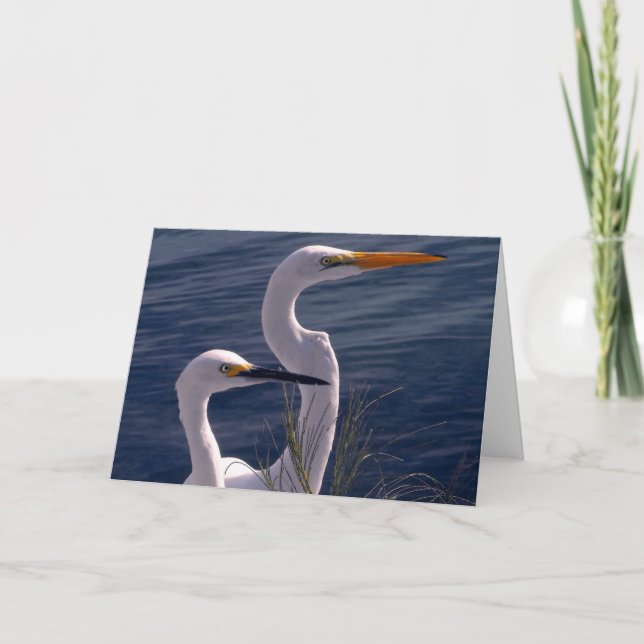 Posera Egrets Kort (Framsida)