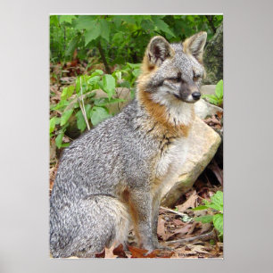 Posera för grå färgräv poster
