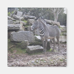 Posera för sebra magnet