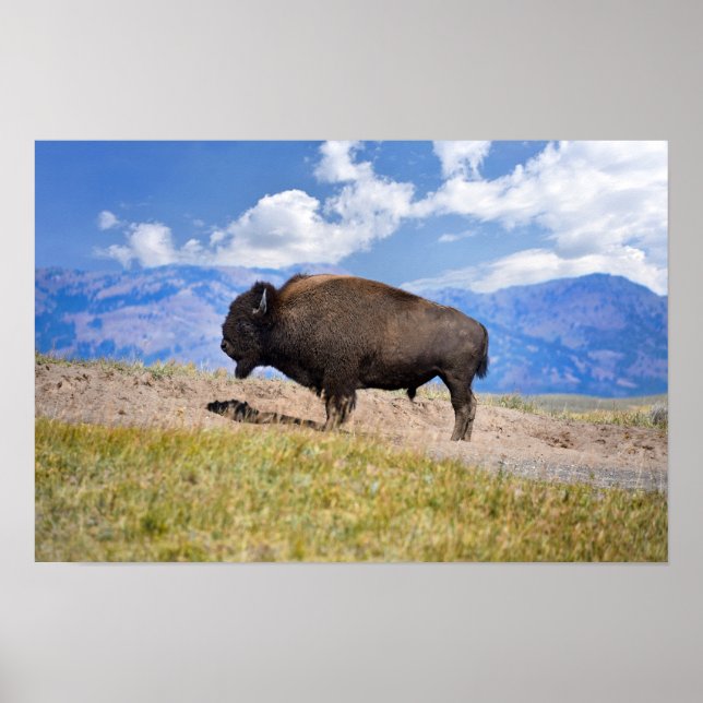 Poserande Bison-Tjur, Hayden Valley, Yellowstone Poster (Framsidan)