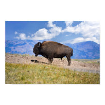 Poserande Bison-Tjur, Hayden Valley, Yellowstone