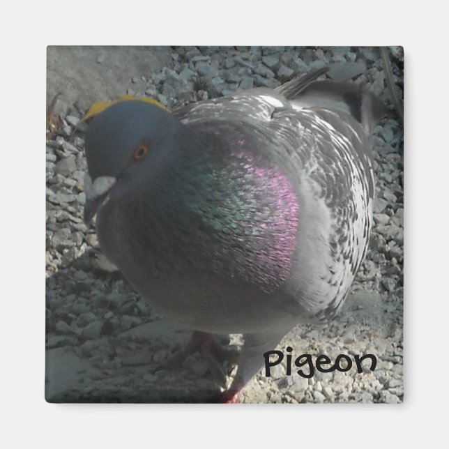 Poserande duva magnet (Framsidan)