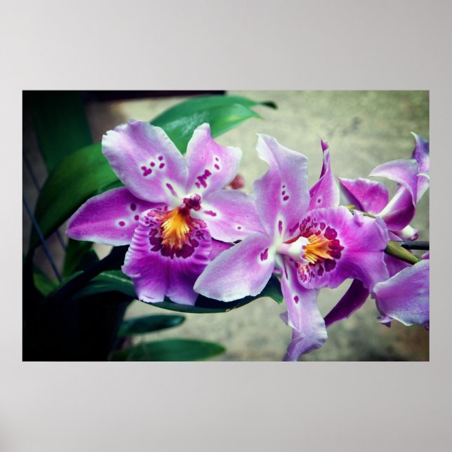 Posh Lila Orchids Poster (Framsidan)