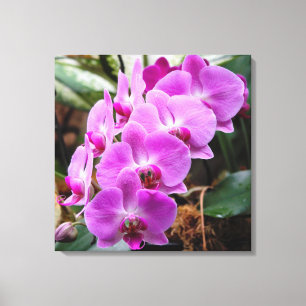 Posh Lila Orchids Stretched Kanvastryck