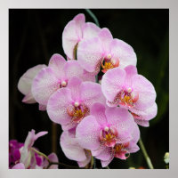 Posh Rosa Orchids Poster