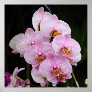 Posh Rosa Orchids Poster